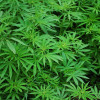 Découverte d'une plantation de cannabis dans le bien loué
